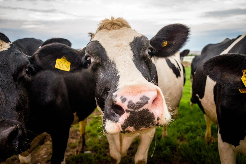 Cow,Face,Looking,Straight,On