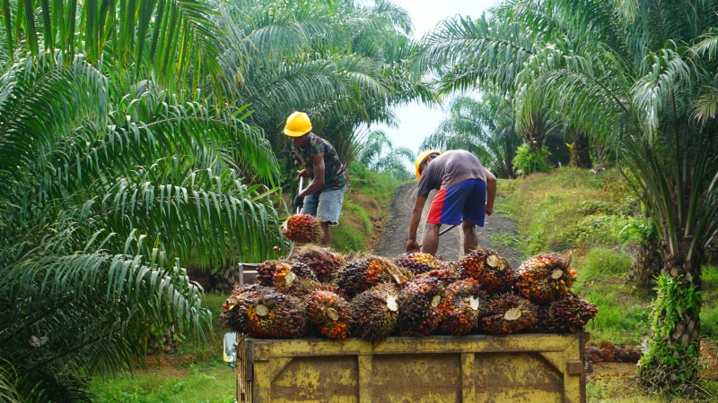 EU-Gesetz gegen Abholzung sorgt für Streit mit Indonesien und Malaysia