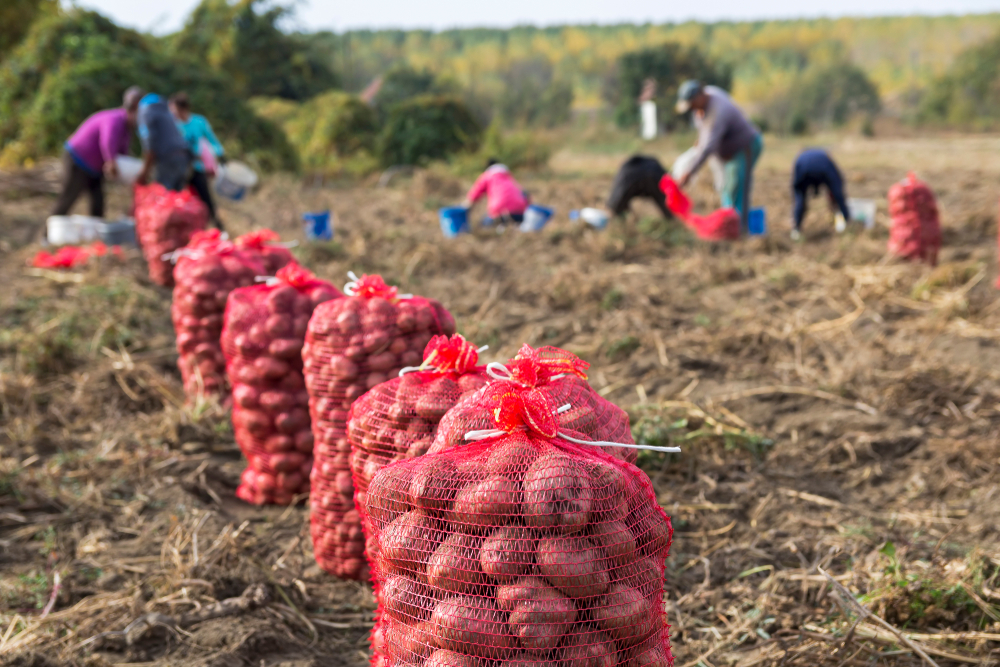 Farm,Workers,Harvesting,Potatoes.,Potato,Farming.,Fresh,Organic,Potatoes,In