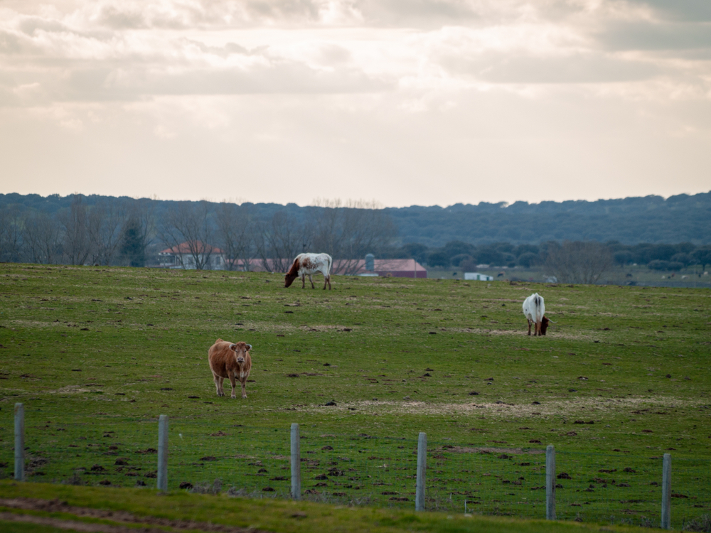 A,Herd,Of,Cows,Grazing,In,The,Dehesa,In,Salamanca