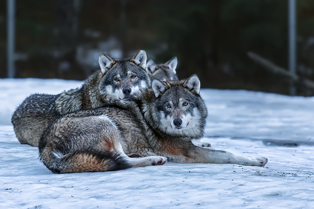 3,Imprisoned,(and,Noticeably,Sad),Wolves,At,A,Zoo,In