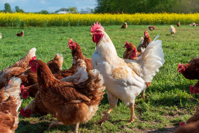 Kommission: EU darf Tierschutz unter keinen Umständen aufgeben