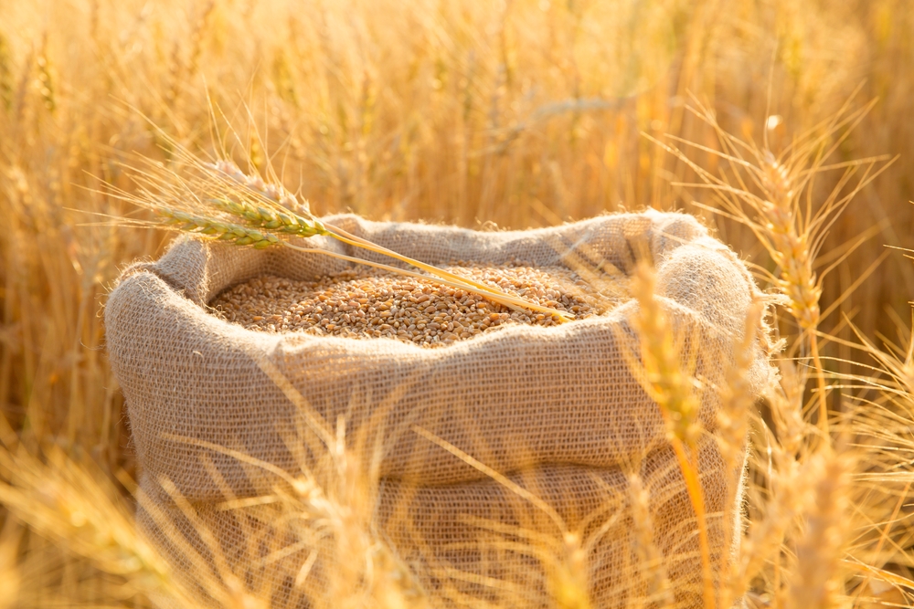 Canvas,Bag,With,Wheat,Grains,And,Mown,Wheat,Ears,In