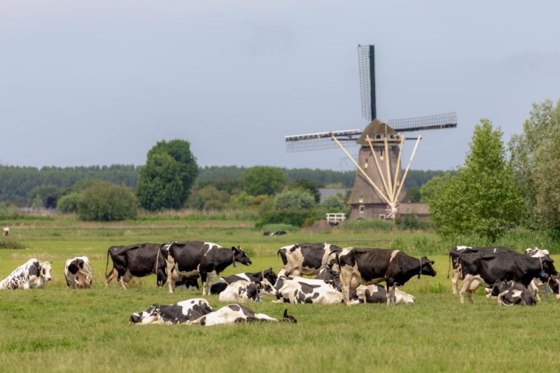 Geld gegen Betriebsaufgabe: Niederlande stellen Stickstoff-Maßnahmen vor