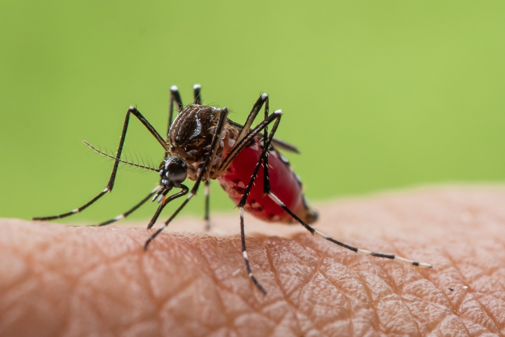 Aedes,Aegypti,Or,Yellow,Fever,Mosquito,Sucking,Blood,On,Skin,macro