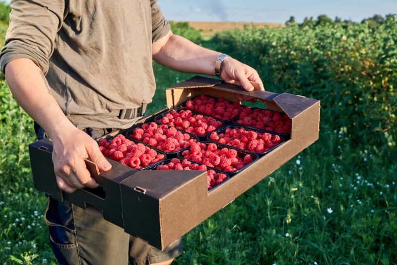 Polens Himbeerbauern wollen Importe aus der Ukraine stoppen