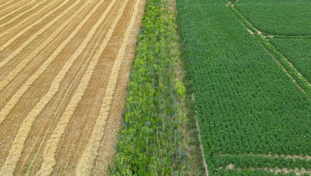 An,Aerial,View,Of,A,Flower,Strip,Between,Harvested,Barley
