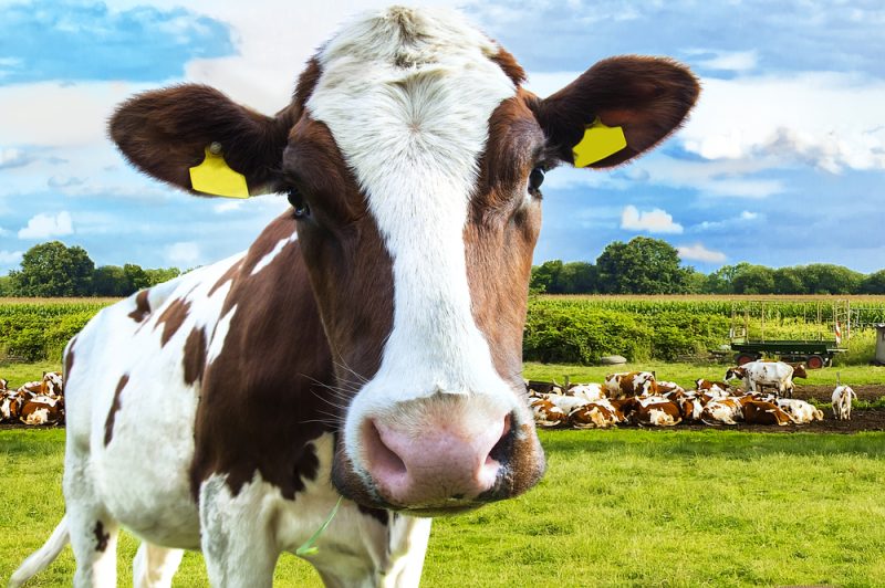 Experte: Tierschutzstandards müssen positive Indikatoren enthalten