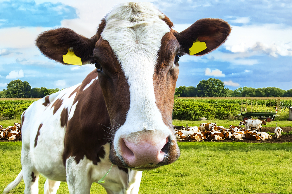 Beautiful,White,Red-haired,Young,Cow,On,Pasture,Looking,At,Camera