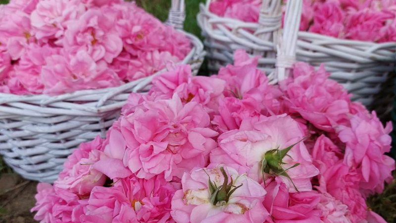 Rose harvest in Bulgaria