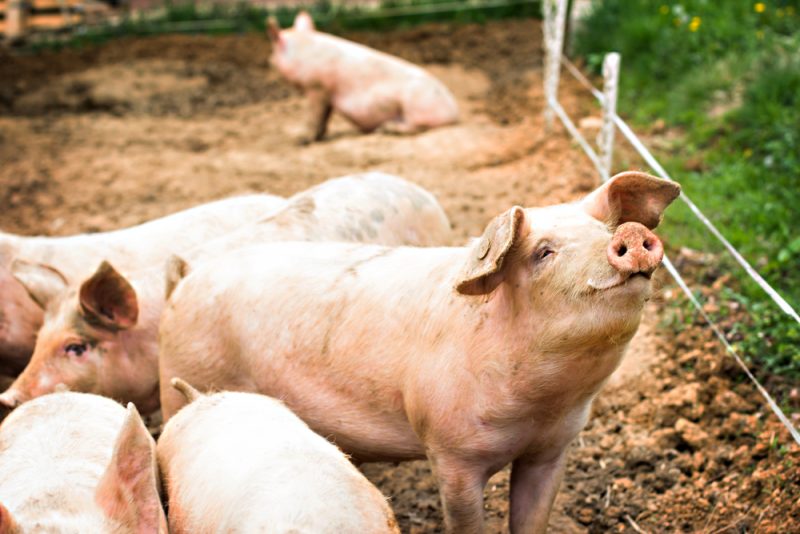 EU-Tierschutzreform nimmt Hürde im Gesetzgebungsprozess