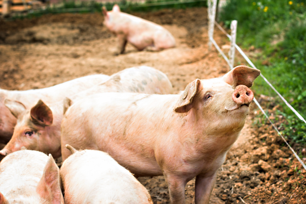 Pigs,On,The,Farm.,Happy,Pigs,On,Pig,Farm,With