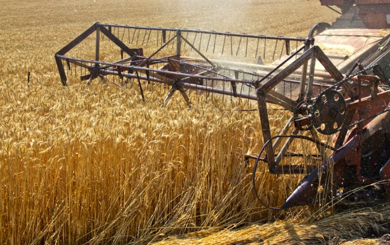 Serbien fürchtet Verdrängung eigener Exporte durch ukrainisches Getreide