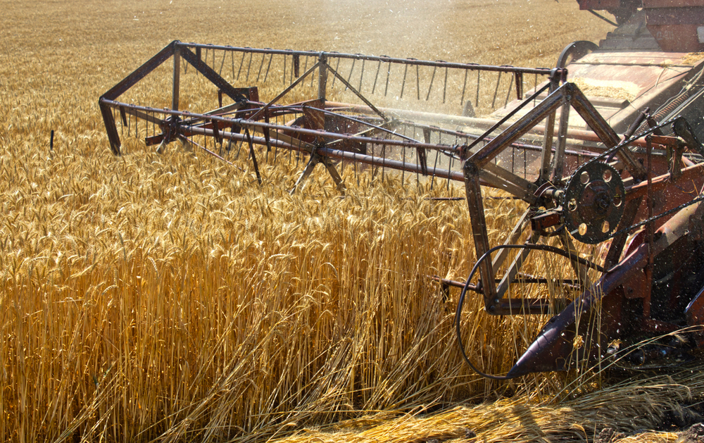 Wheat,Harvesting,In,Russia