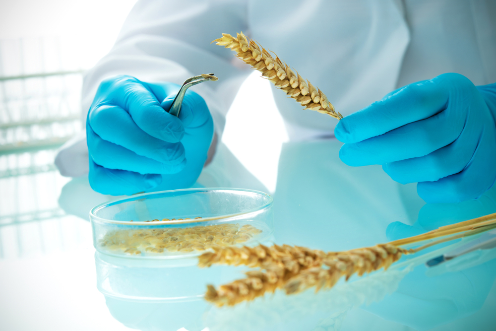 Researcher,Analyzing,Agricultural,Grains,And,Legumes,In,The,Laboratory.,Gmo