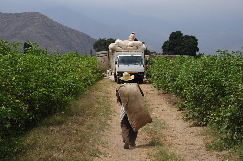 Cotton,Harvest,In,The,Cultivation,Fields,In,Ica-peru