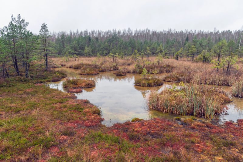 Renaturierung wichtiger denn je: Europa braucht das Nature Restoration Law
