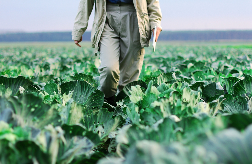 A,Farmer,Walks,Through,A,Cabbage,Field.,Gardening,On,An