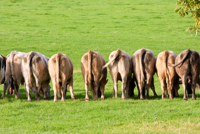 Klimawandel und Landwirtschaft: Die Zeitbombe der Nutztierhaltung