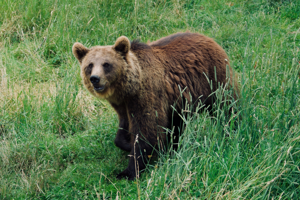 Brown,Bear,Walking,By,In,The,Pyrenees