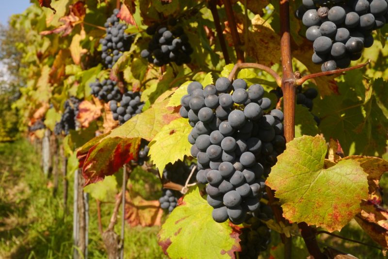 Gartenbau in der EU leidet weiter unter Extremwetter