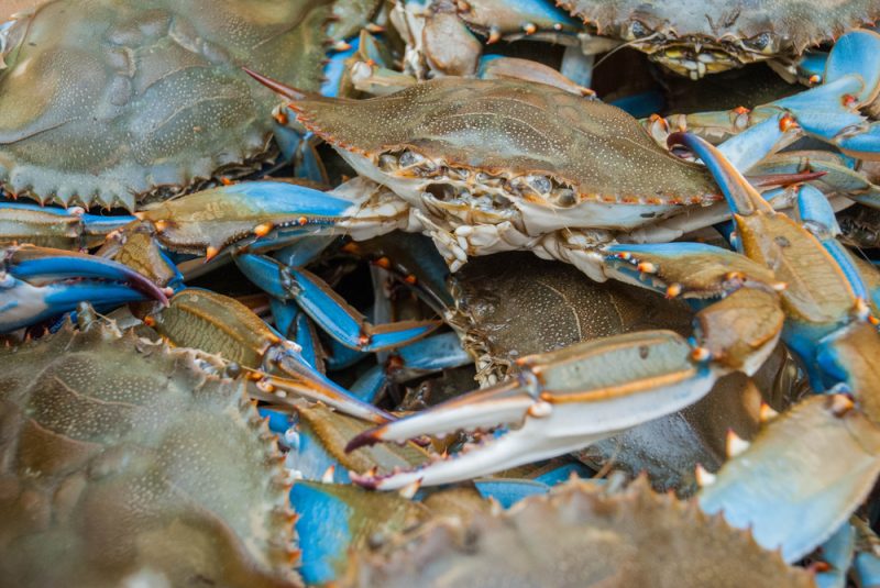 Italien fordert EU-Unterstützung gegen invasive Krabben