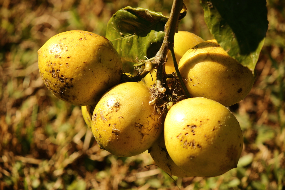 Spots,On,Meyer,Lemons