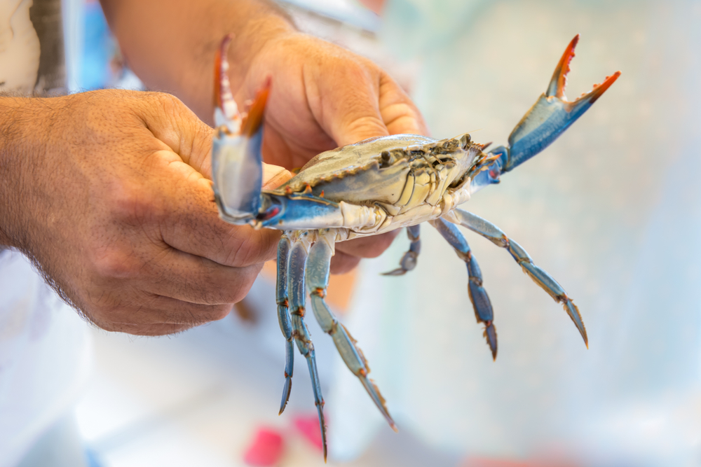 Blue,Crab,In,Hands