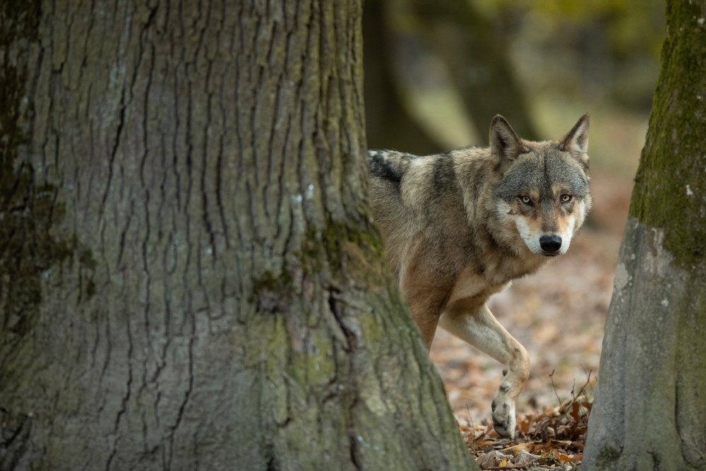 Grey,Wolf,In,The,Forest