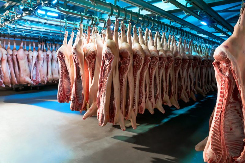 Kroatien startet Kryptowährung für die Schweinezucht