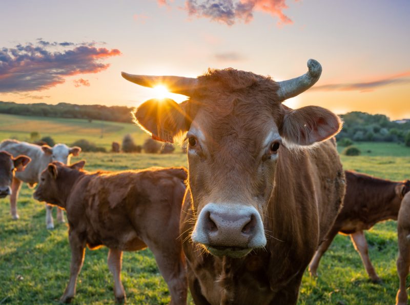 Niederlande: Tierschutzpartei will mindestens 1 Million Rinder töten