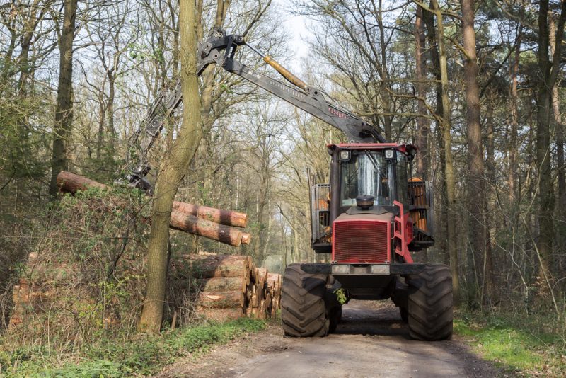 Niederländische Importe begünstigen Abholzung