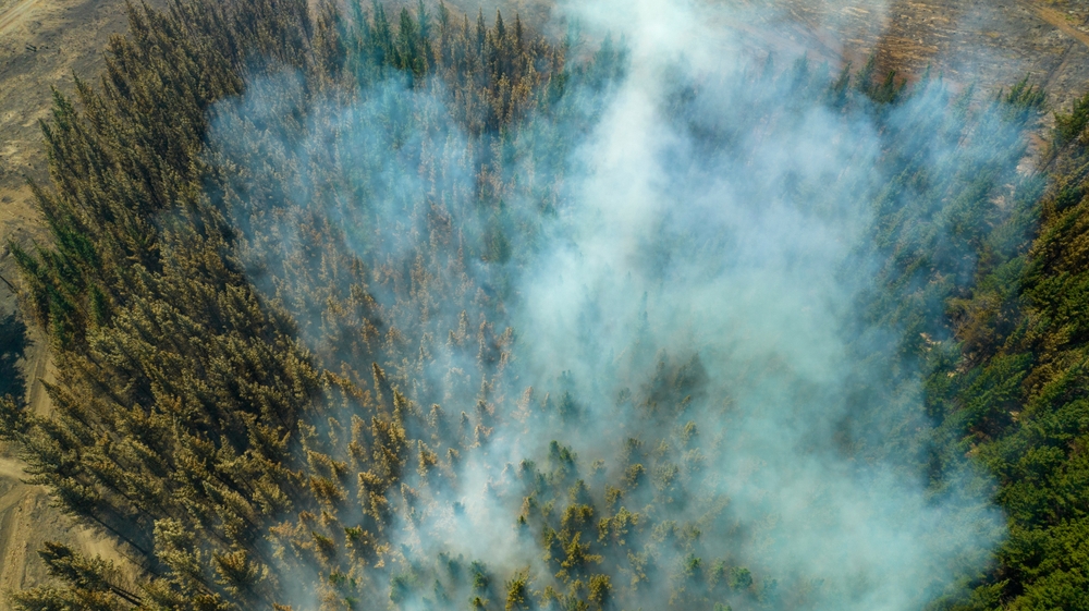 Forest,That,Just,Started,To,Catch,Fire,And,That,It