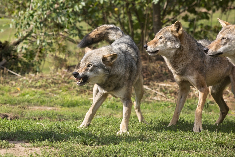 European,Wolves.,The,Gossip,Leader,Growls,At,Something.