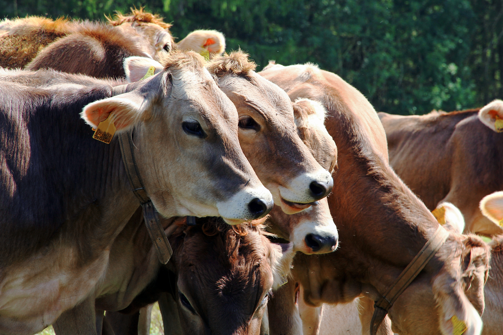 Curious,Young,Brown,Cattle,On,The,Pasture