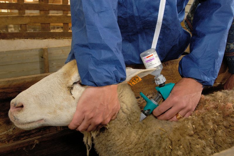 Blauzungenkrankheit: Betroffene Länder hoffen auf Impfstoff