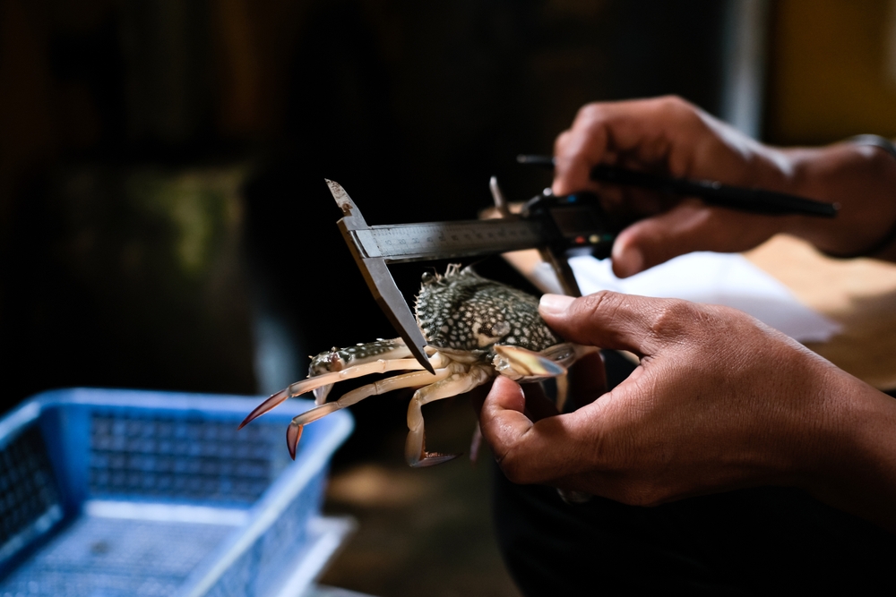 Research,On,Crab,Catches,And,Measurements.,Crab,Carapace,Width,Was