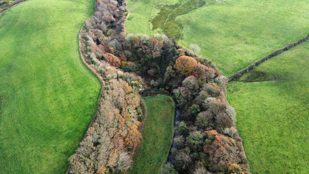 Ireland forest