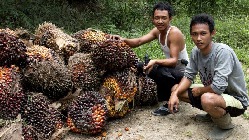 Abholzungs-Gesetz: Indonesien und Malaysia fordern mehr Zeit