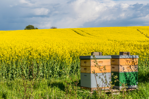 EU-Pflanzenschutzmittelverordnung: Gemeinsam gegen die Biodiversitätskrise