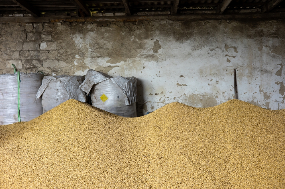 Piles,And,Sacks,Of,Soybean,Grains,Drying,At,Mill,Storage