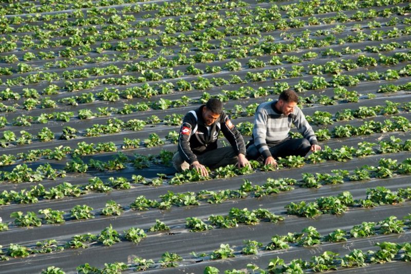 Griechenlands Kontroverse: Arbeitskräfte durch Legalisierung von Migranten