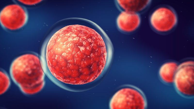 Stammzelltherapien mindern Risiken bei Stammzelltransplantationen