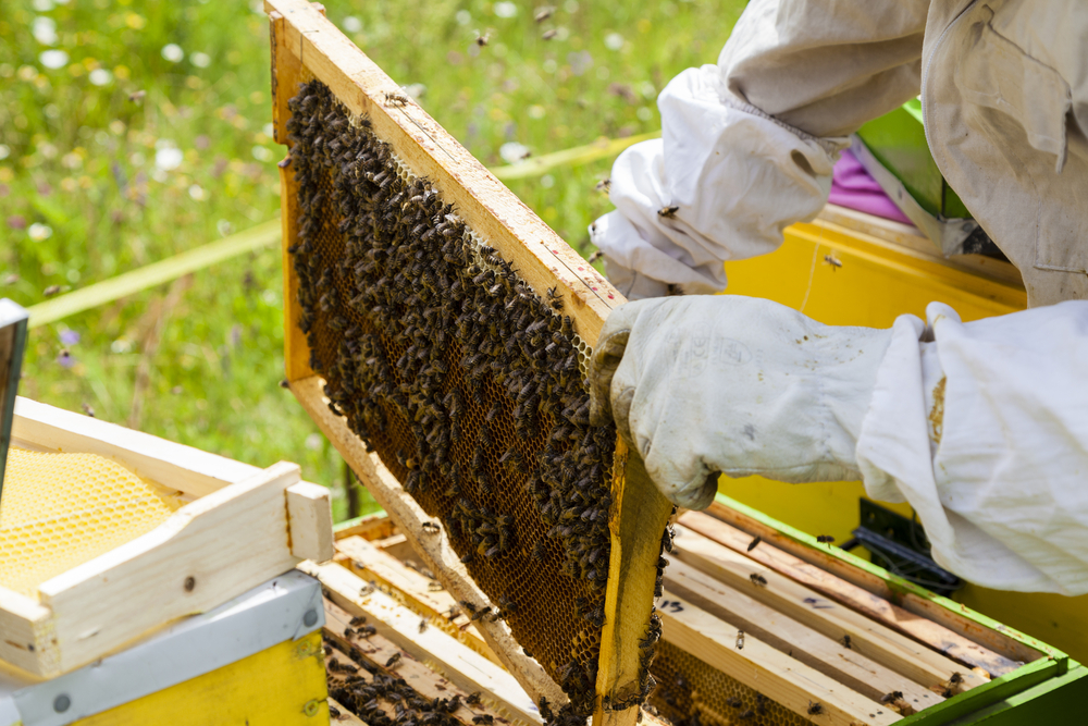 Beekeeper,Working,With,Beehives,In,Alpine,Meadow.