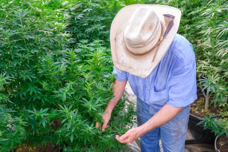 Deutsche Cannabis-Clubs bleiben trotz Verzögerungen entspannt