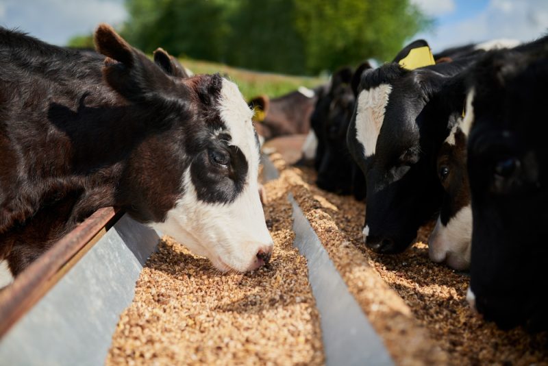 Studie: EU hat hohe Importabhängigkeit bei Futter- und Düngemitteln