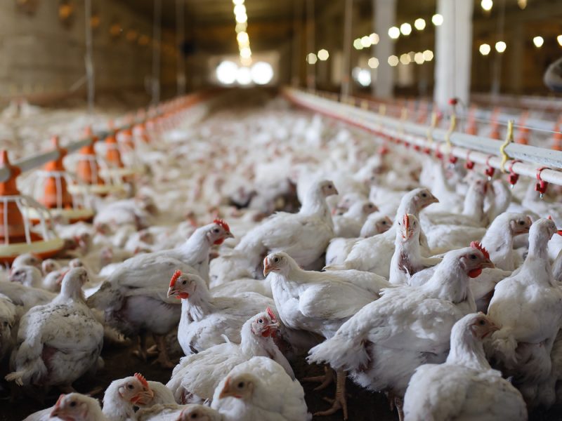 Neue EU-Vorschriften für Emissionen aus der Tierhaltung: Parlament billigt Kompromiss