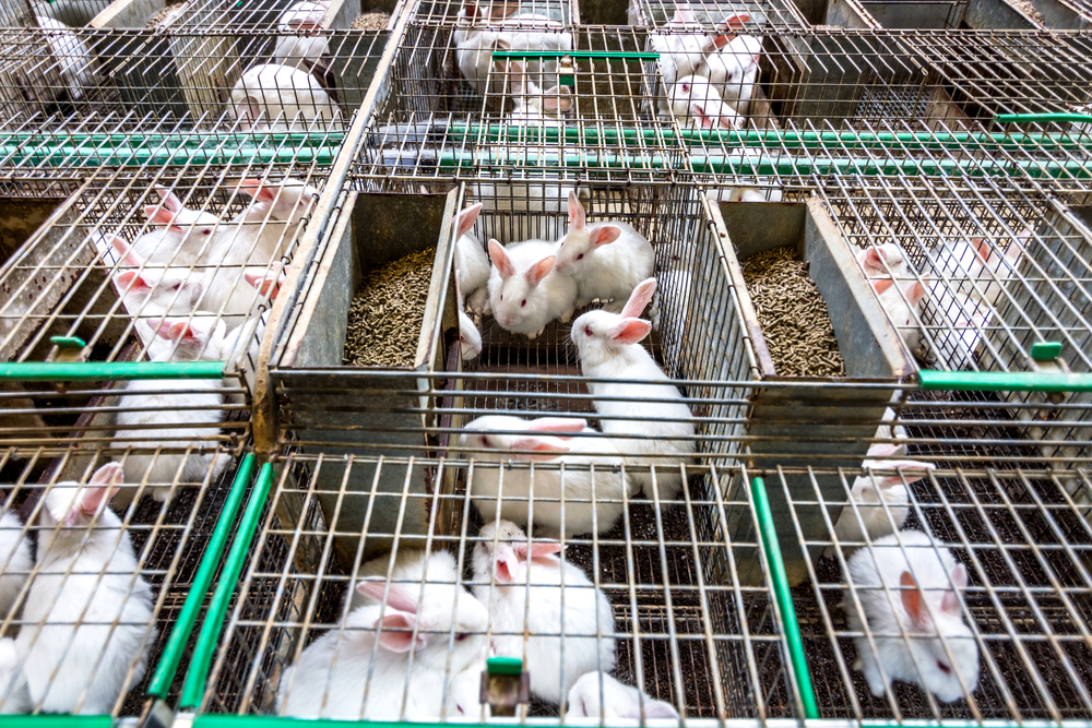 Rabbits,On,The,Farm