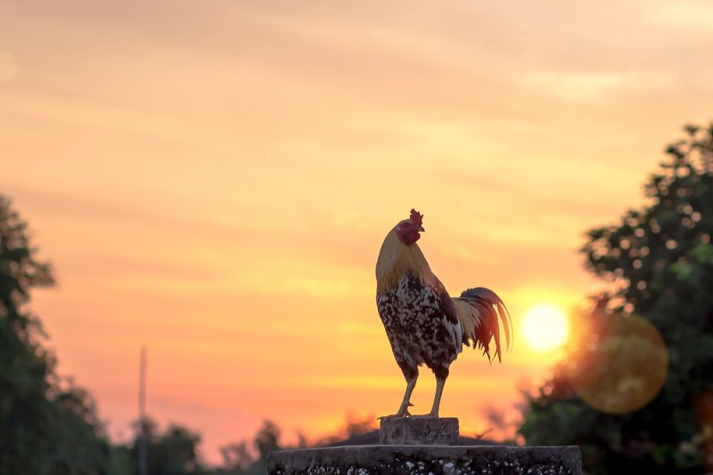 Neue Beschwerdewelle: Frankreich verabschiedet Gesetz zum Schutz der Landwirte