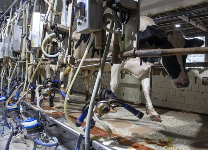 EU-Kommission auf möglichen Vogelgrippe-Ausbruch "vorbereitet"